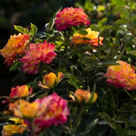 Rainbow Sunblaze&reg; Rose