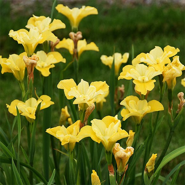 Sunfisher Siberian Iris - Nature Hills Nursery - #1 Container - 