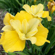 Sunfisher Siberian Iris - Nature Hills Nursery - #1 Container - 