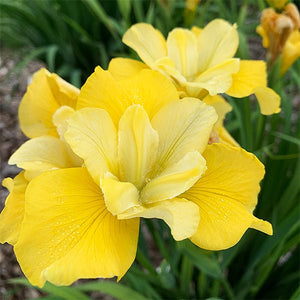 Sunfisher Siberian Iris (Iris sibirica 'Sunfisher'), a perennial featuring yellow flowers and perennial.