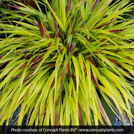 Sunflare&trade; Japanese Forest Grass - Nature Hills Nursery - #1 Container - 