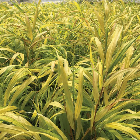 Sunflare&trade; Japanese Forest Grass - Nature Hills Nursery - #1 Container - 