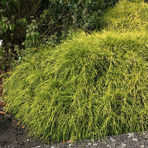 Sungold False Cypress - Nature Hills Nursery - #2 Container - 