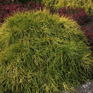 Sungold False Cypress - Nature Hills Nursery - #2 Container - 
