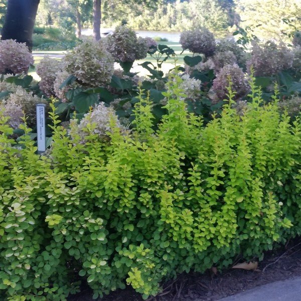 Proven Winners? Sunjoy? Gold Pillar Barberry