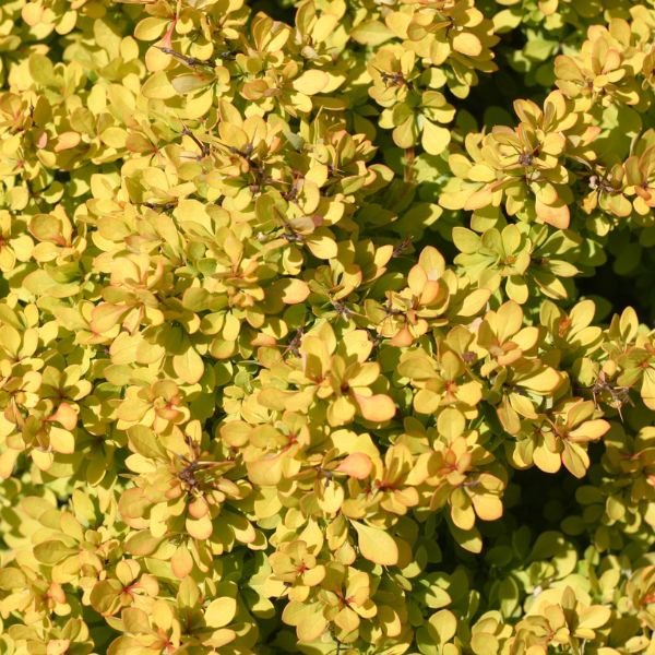 Close-up of orange berberis flowers on Sunjoy® Mini Saffron Barberry blooming in late spring.