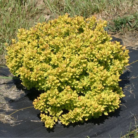 Deciduous foliage of Sunjoy® Mini Saffron Barberry (Berberis thunbergii 'Kasia') in a garden setting.