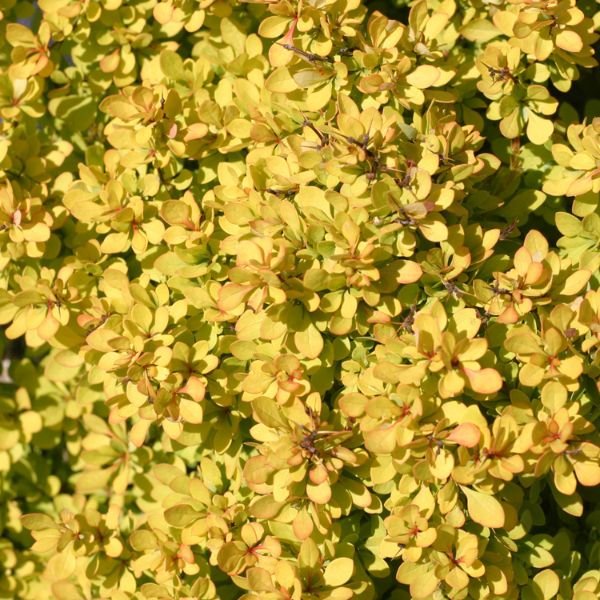 Sunjoy® Mini Saffron Barberry (Berberis thunbergii 'Kasia'), a shrub featuring orange flowers and deciduous.