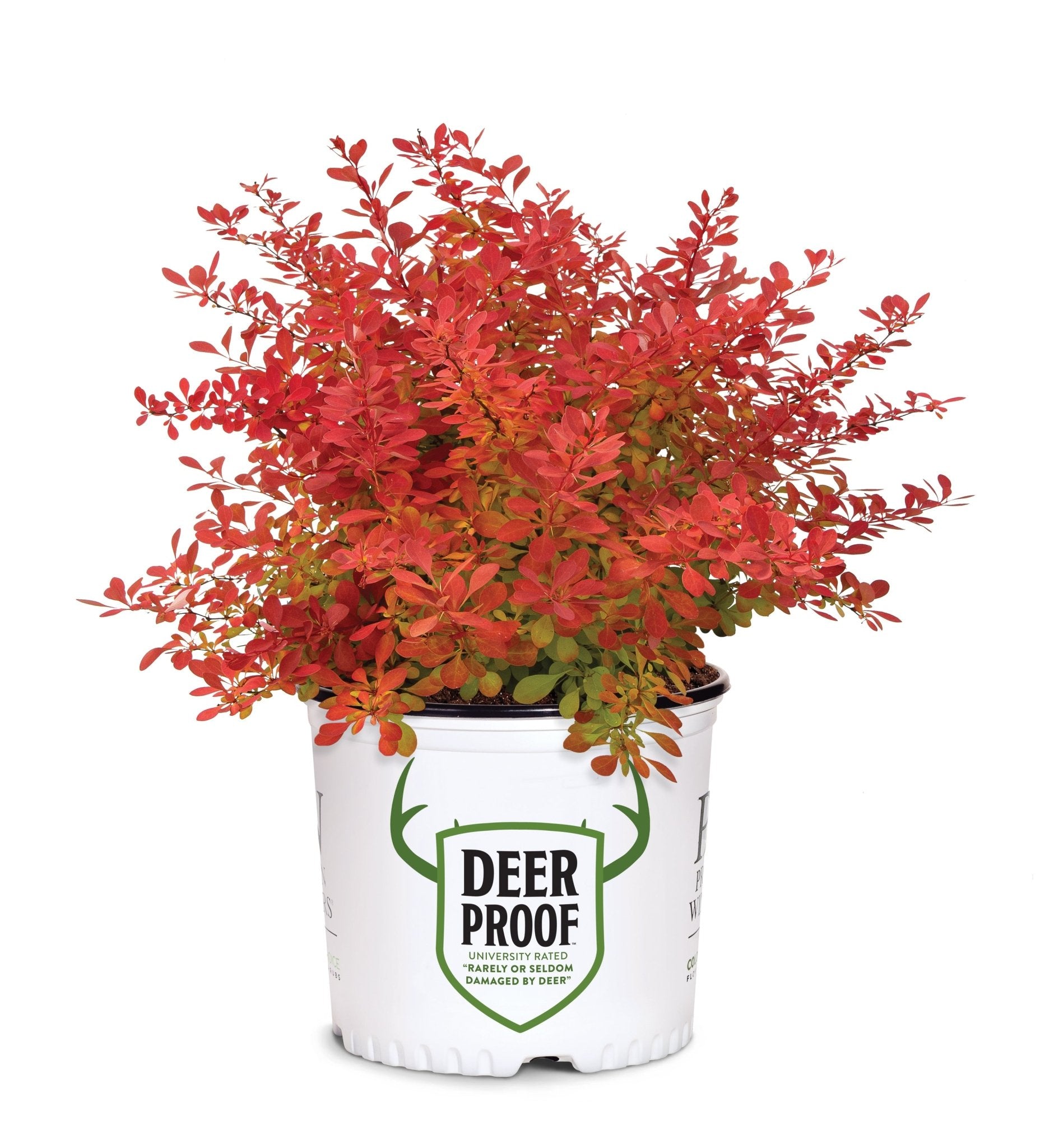 Sunjoy Neo® Barberry | Bold Foliage Color | Nature Hills