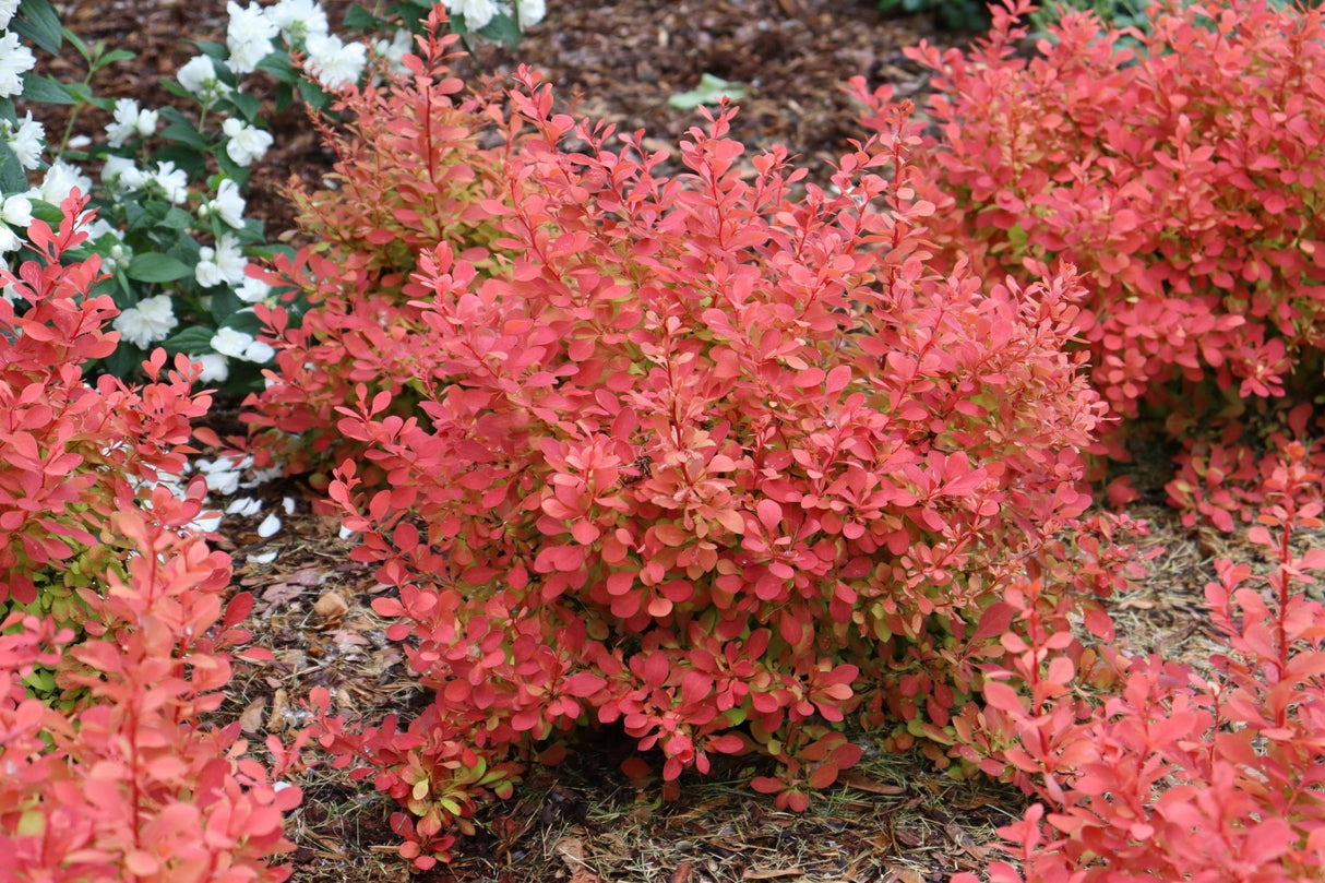 Sunjoy Neo® Barberry