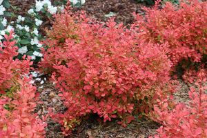 Sunjoy Neo® Barberry