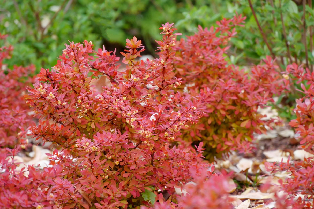Sunjoy Neo® Barberry