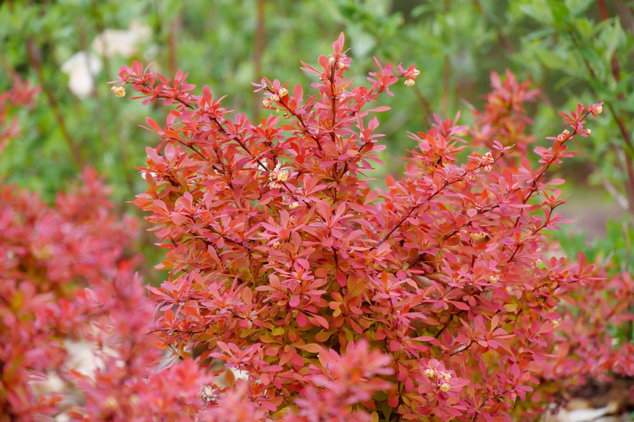 Sunjoy Neo® Barberry | Bold Foliage Color | Nature Hills