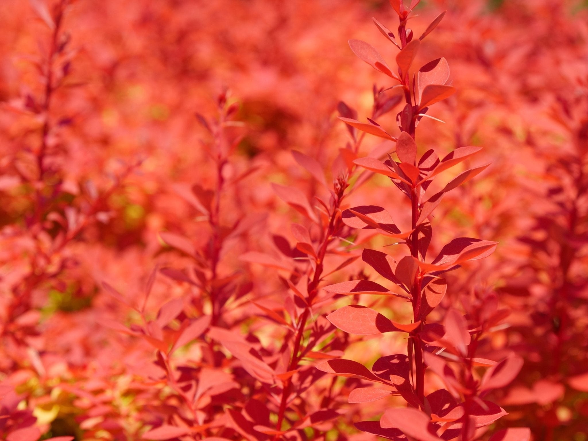 Sunjoy Neo® Barberry | Bold Foliage Color | Nature Hills