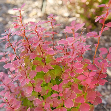 Close-up of yellow berberis flowers on Sunjoy Orange Pillar® Barberry blooming in late spring.