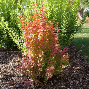 Deciduous foliage of Sunjoy Orange Pillar® Barberry (Berberis thunbergii 'NCBT3' PP35,050) in a garden setting.