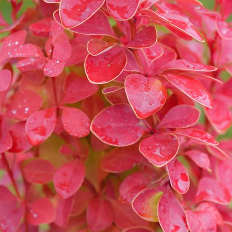 Sunjoy Orange Pillar® Barberry (Berberis thunbergii 'NCBT3' PP35,050), a shrub featuring yellow flowers and deciduous.