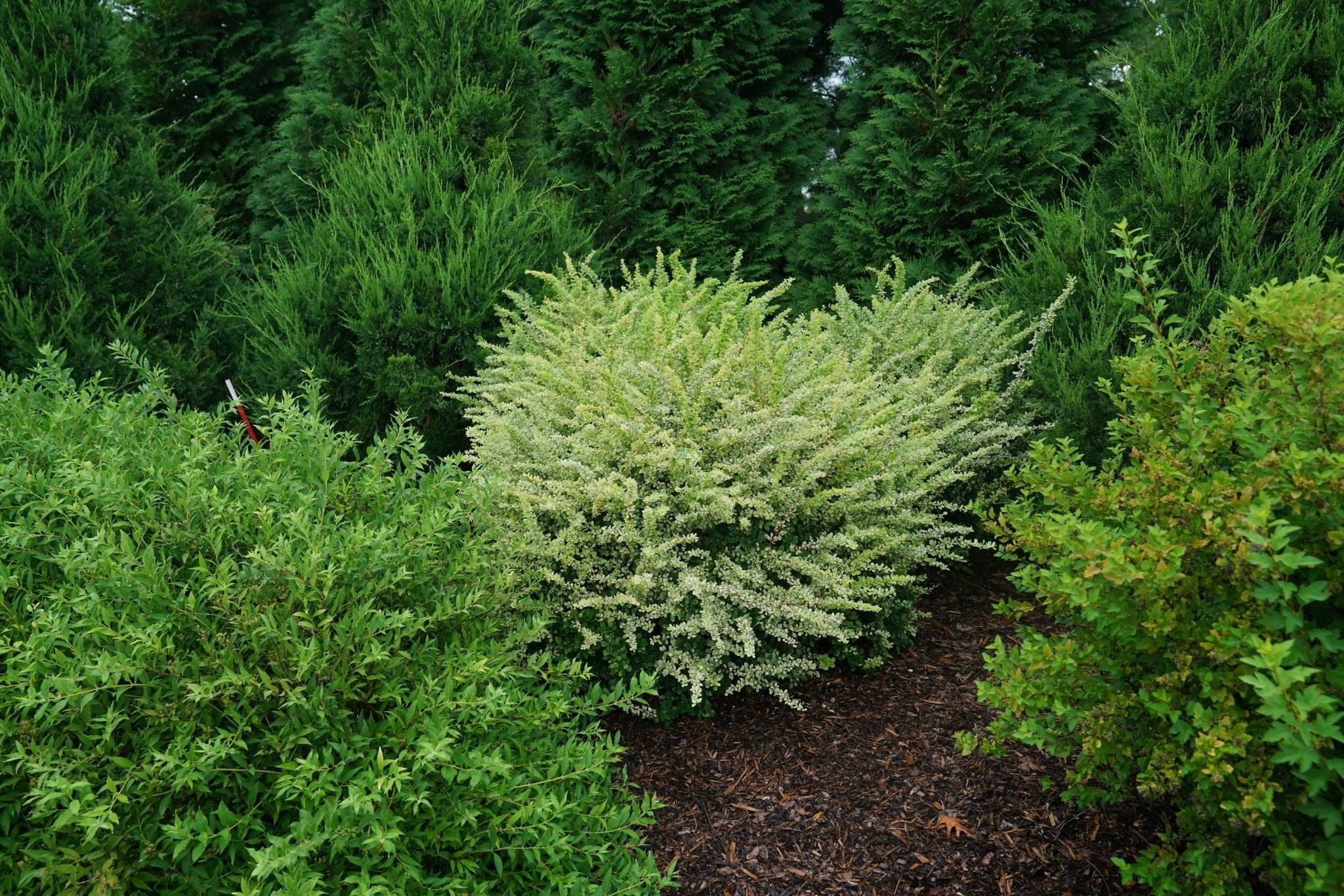 Sunjoy Sequins® Barberry | Deer Resistant Color | Nature Hills