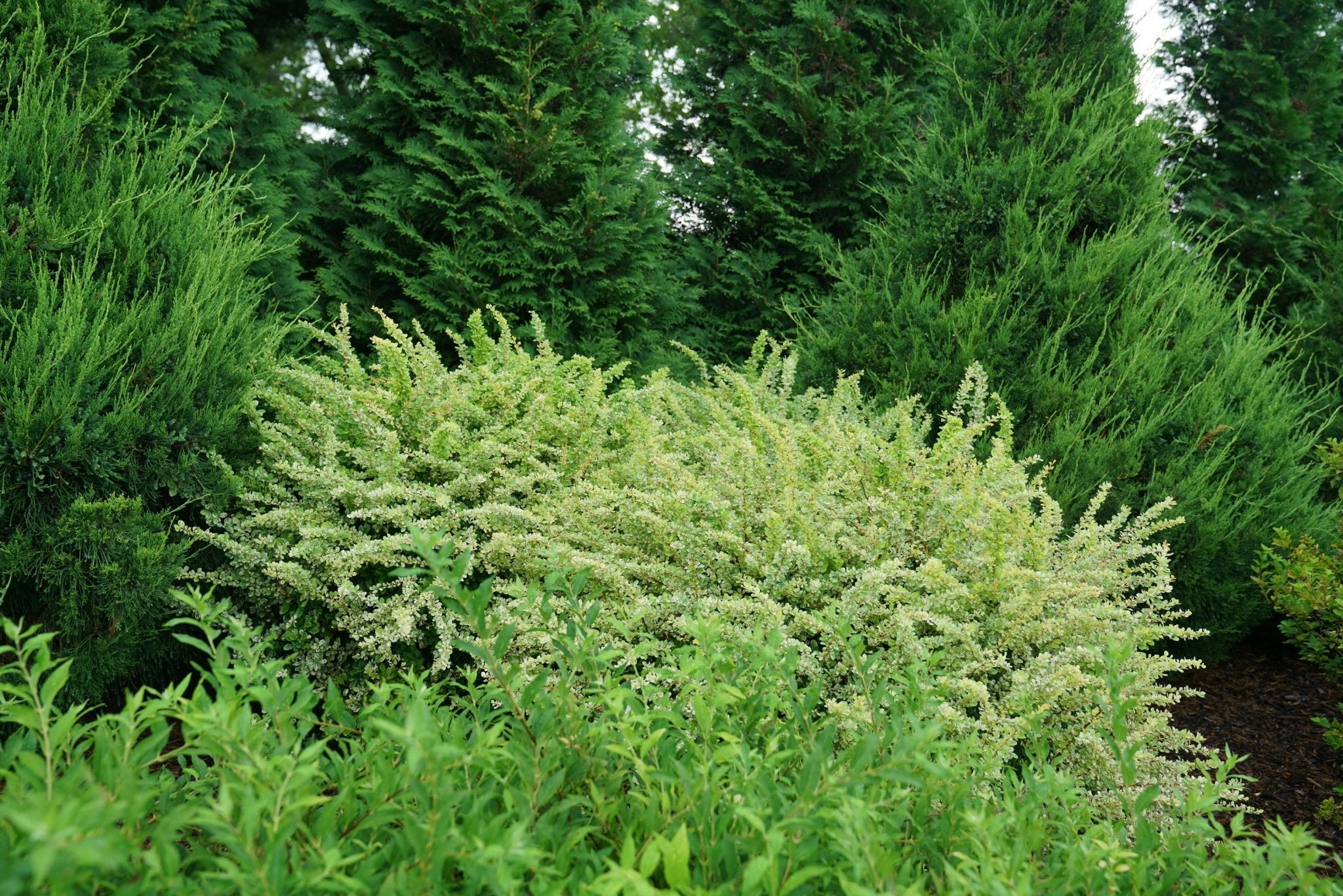 Sunjoy Sequins® Barberry | Deer Resistant Color | Nature Hills