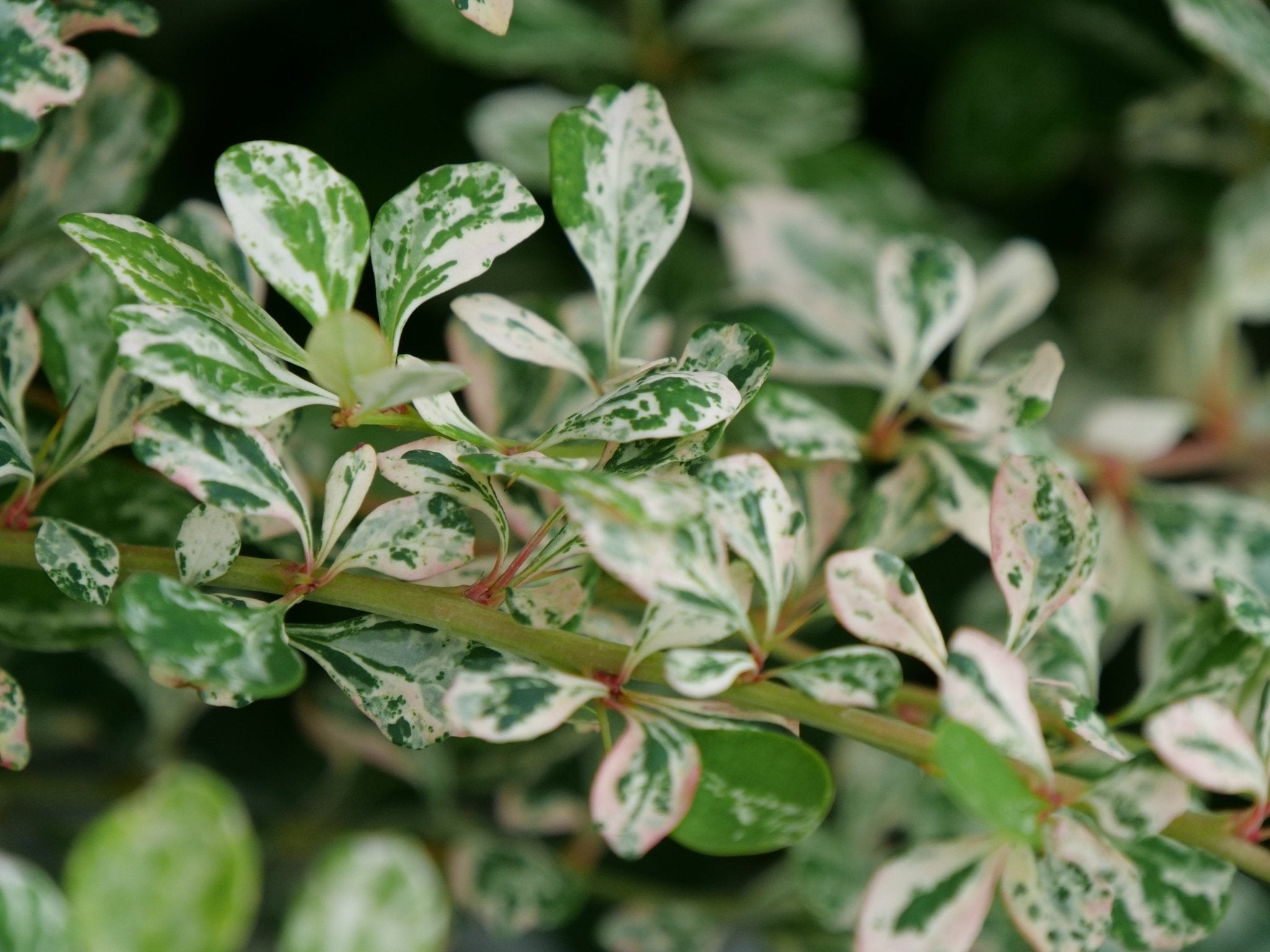Sunjoy Sequins® Barberry | Deer Resistant Color | Nature Hills