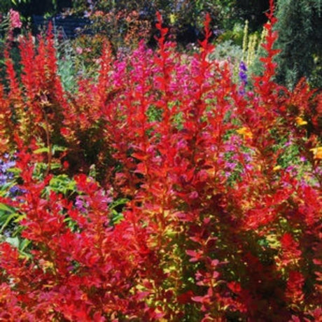 Proven Winners? Sunjoy? Tangelo Barberry