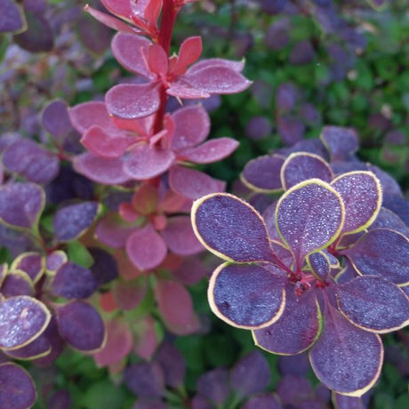 Proven Winners? Sunjoy? Tangelo Barberry