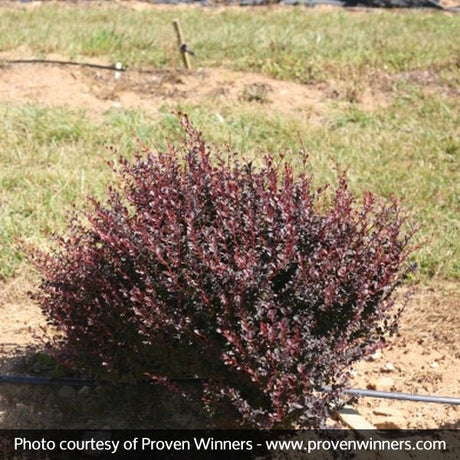 Proven Winners? Sunjoy Todo? Barberry