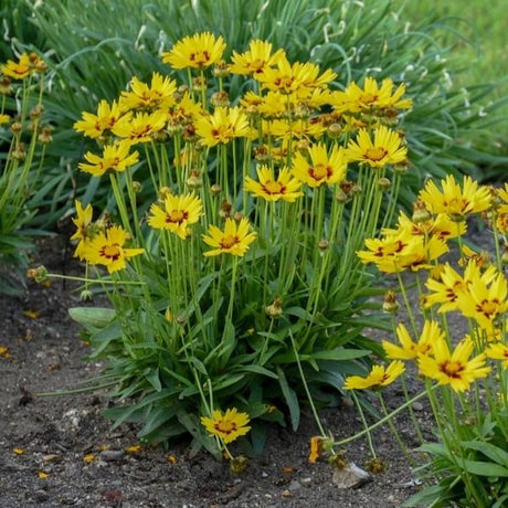 SunKiss Coreopsis - Nature Hills Nursery - #1 Container - 