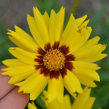 SunKiss Coreopsis - Nature Hills Nursery - #1 Container - 
