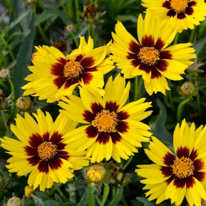 SunKiss Coreopsis - Nature Hills Nursery - #1 Container - 