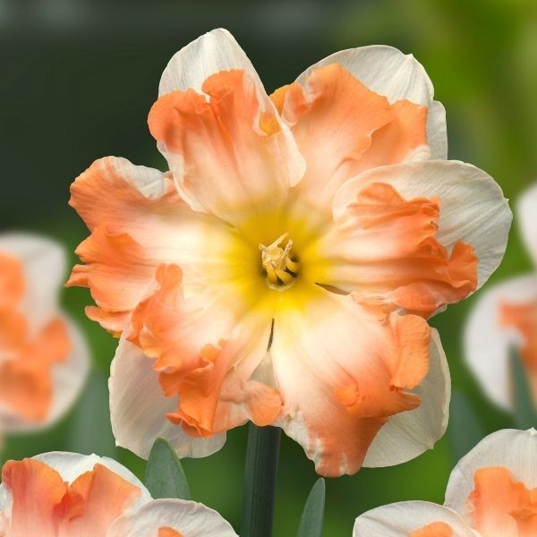 Sunny Girlfriend Daffodil - Nature Hills Nursery - 8 Pack Bulbs - 