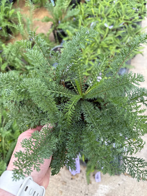 Feathery green foliage of Sunny Seduction Yarrow held in hand at a nursery, showing finely divided fernlike leaves.