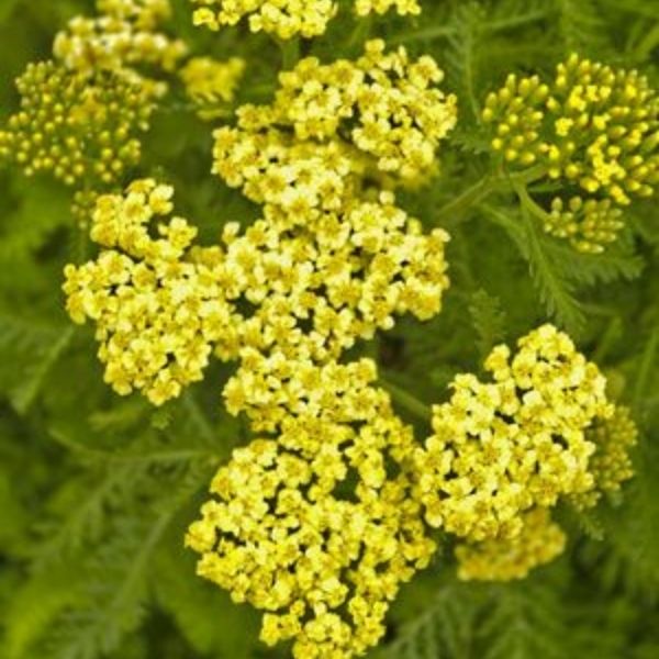Sunny Seduction&trade; Yarrow