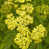 Sunny Seduction&trade; Yarrow