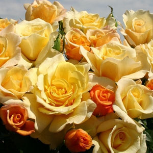 Sunny Sky&trade; Eleganza&reg; Hybrid Tea Rose - Nature Hills Nursery - #3 Container - 