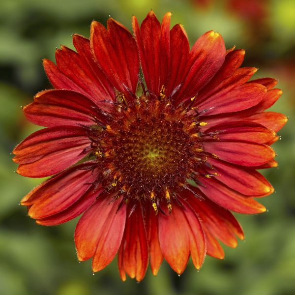 Sunrita&reg; Burgundy Blanket Flower