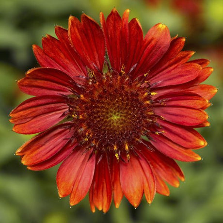 Sunrita® Burgundy Blanket Flower - Perennial - Nature Hills Nursery - 1 Container - 