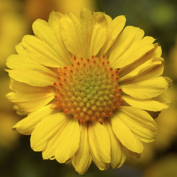 Sunrita® Golden Yellow Blanket Flower - Perennial - Nature Hills Nursery - 1 Container - 