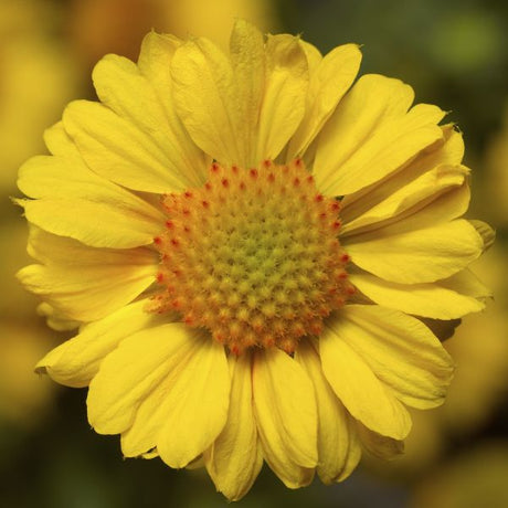 Sunrita® Golden Yellow Blanket Flower - Perennial - Nature Hills Nursery - 1 Container - 