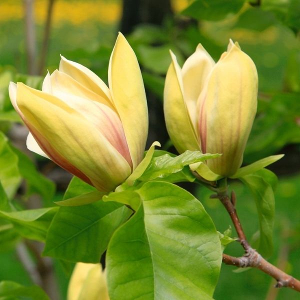 Sunsation Magnolia Tree - Nature Hills Nursery - #15 Container 5 - 6 Feet Single Stem - 