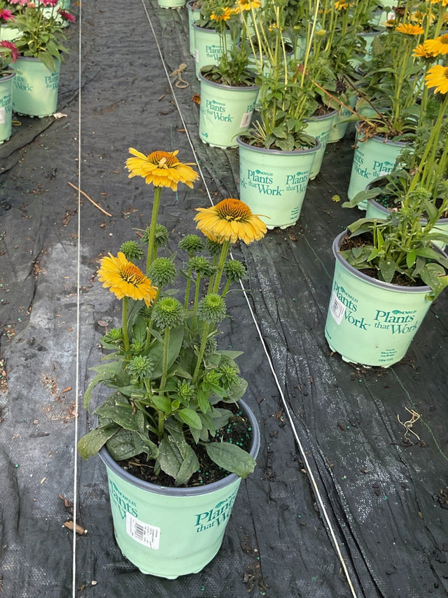 Sunseekers™ Golden Sun Coneflower - Perennial - Nature Hills Nursery - 1 Container - 