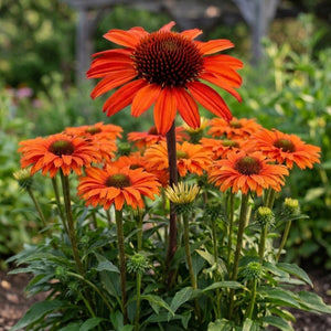 Sunseekers Orange Coneflower, a perennial.