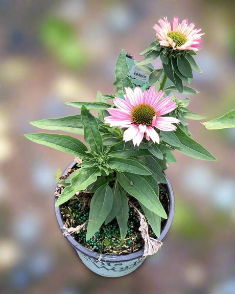 Sunseekers™ Salmon Coneflower - Perennial - Nature Hills Nursery - 
