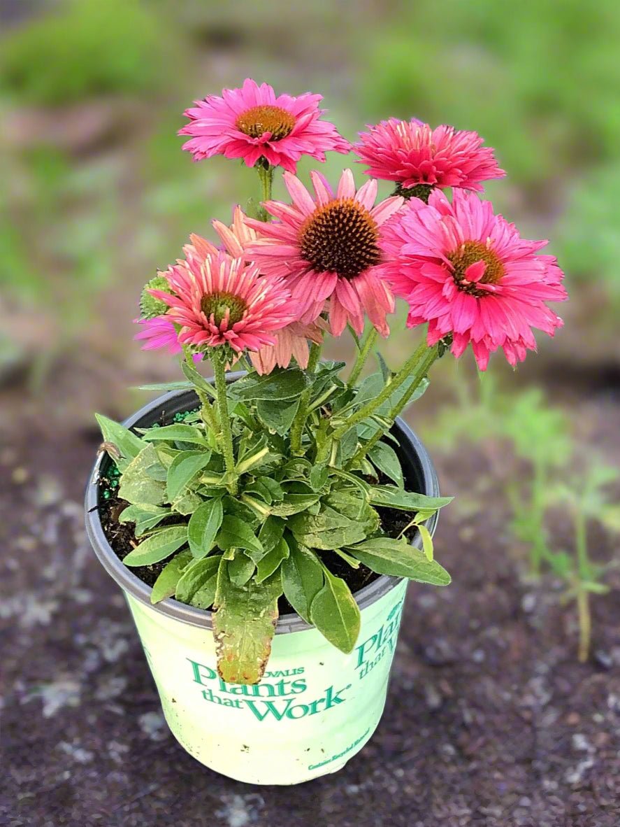 Sunseekers™ Sweet Fuchsia Coneflower - Perennial - Nature Hills Nursery - 1 Container - 