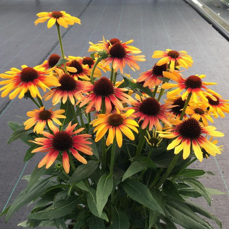 SunSeekers™ Tequila Sunrise® Coneflower - Perennial - Nature Hills Nursery - 