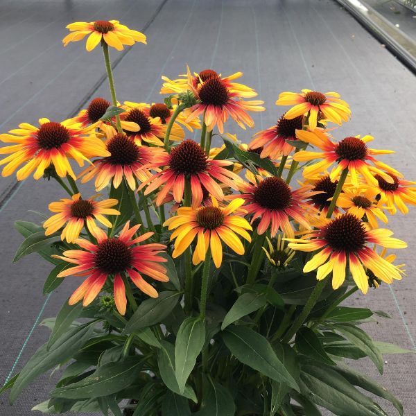 SunSeekers Tequila Sunrise&reg; Coneflower - Nature Hills Nursery - Quart Container - 