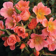 Sunset Happy Trails&trade; Groundcover Rose - Nature Hills Nursery - #2 Container - 