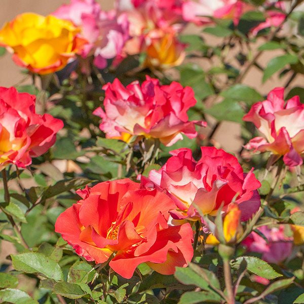 Sunset Horizon&trade; Floribunda Rose - Nature Hills Nursery - #3 Container - 