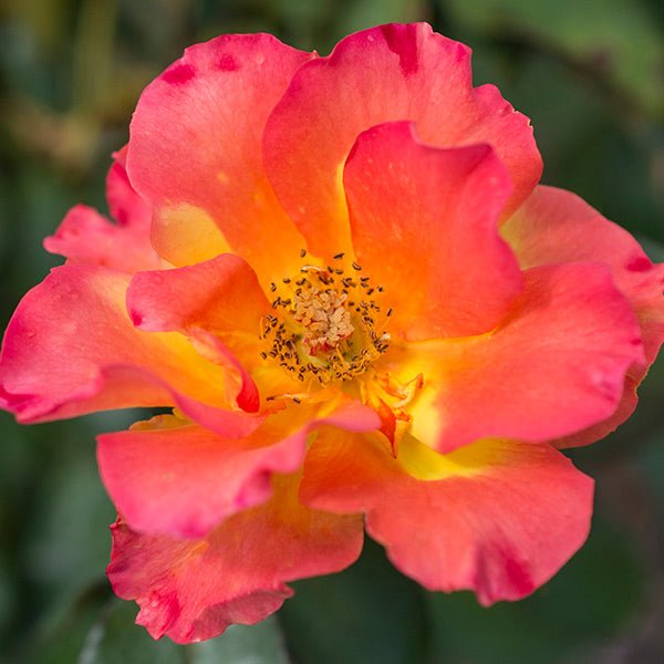Sunset Horizon&trade; Floribunda Rose - Nature Hills Nursery - #3 Container - 
