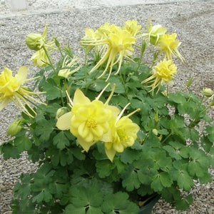 Sunshine Columbine - Nature Hills Nursery - #1 Container - 